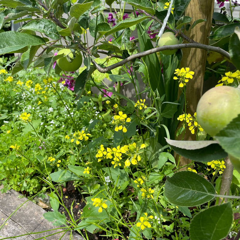 gele bloemetjes in een border