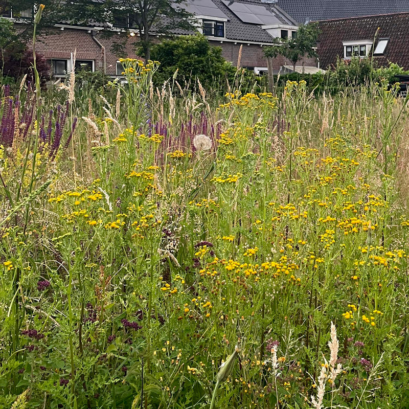 Boerenwormkruid in veld