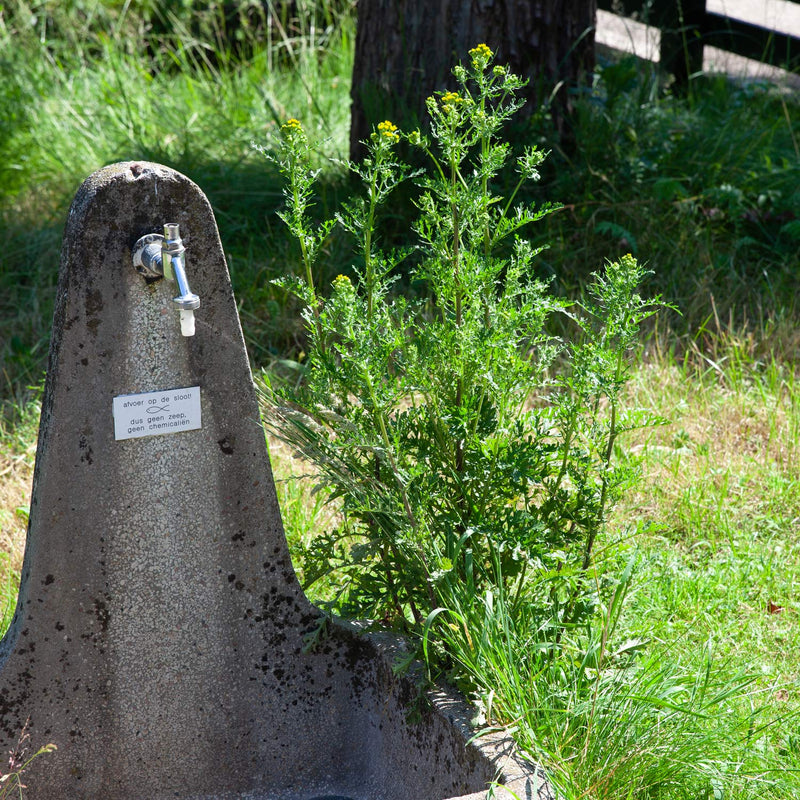 Boerenwormkruid naast waterkraan