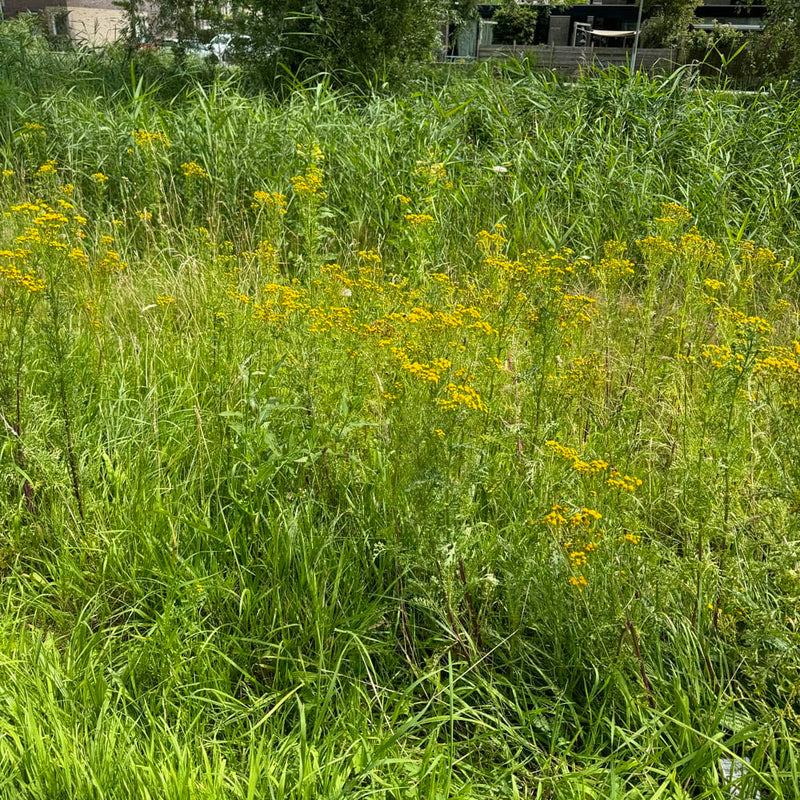Boerenwormkruid in berm