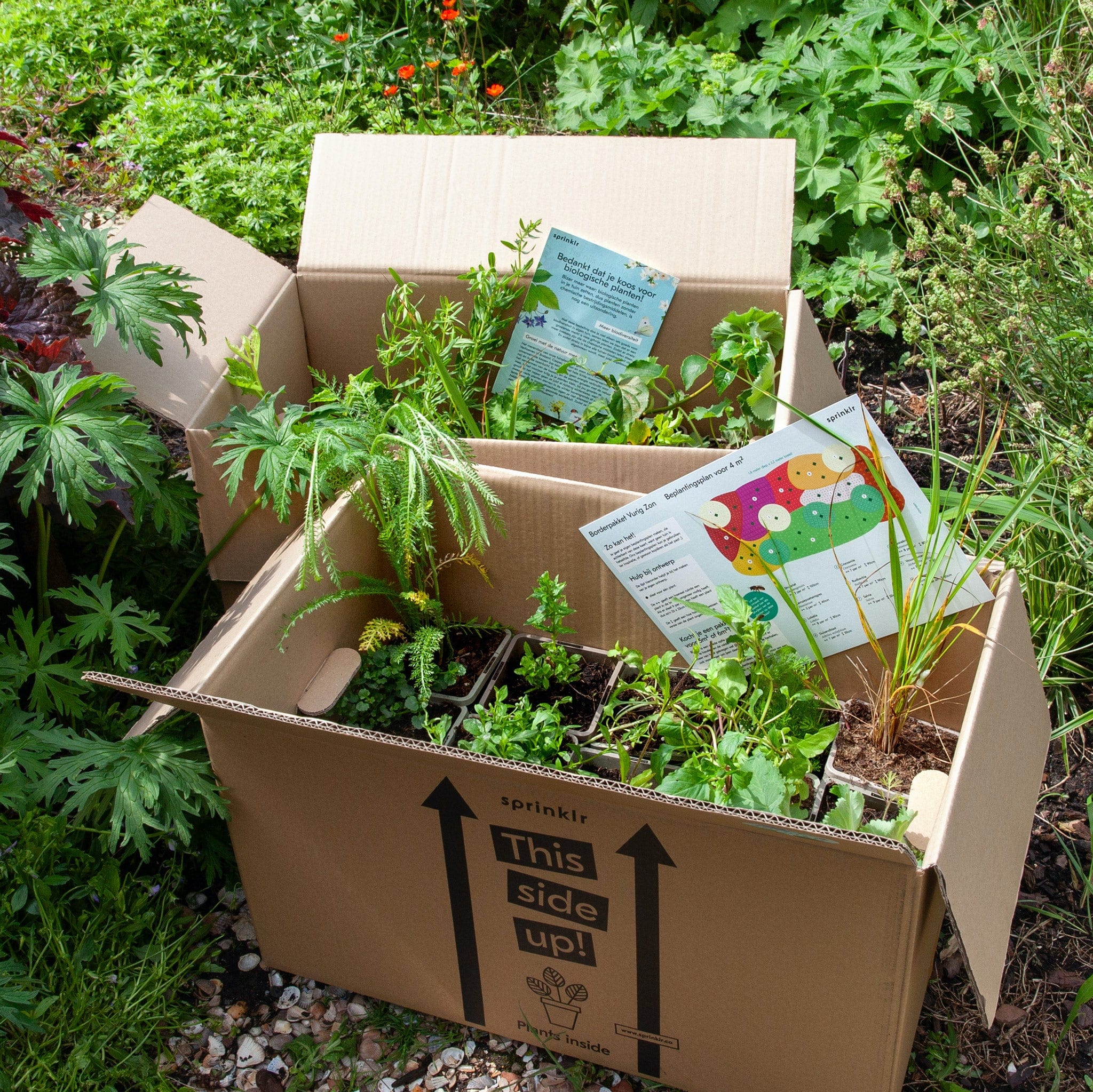 Borderpakket Vurig Zon Biologische Planten Met Beplantingsplan Sprinklr borderpakket-vurig-zon-biologische-planten-met-beplantingsplan-sprinklr
