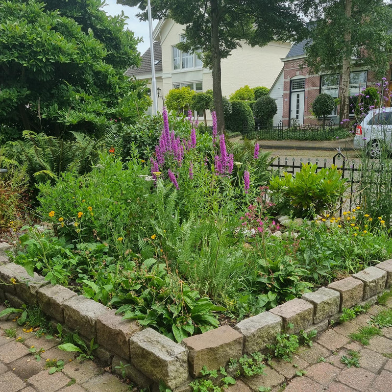 Borderpakket bonte bloei voortuin in bloei