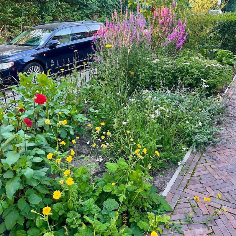 Borderpakket bonte bloei in voortuin in bloei