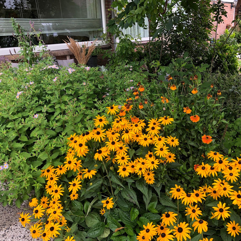 Borderpakket bonte bloei met Rudbeckia en Sahin early flowerer