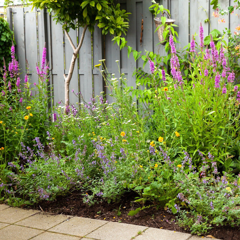 border met bloeiende planten