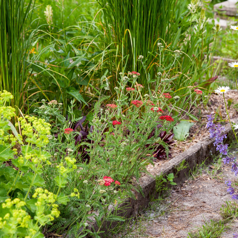 Duizendblad met rode bloemen in een border