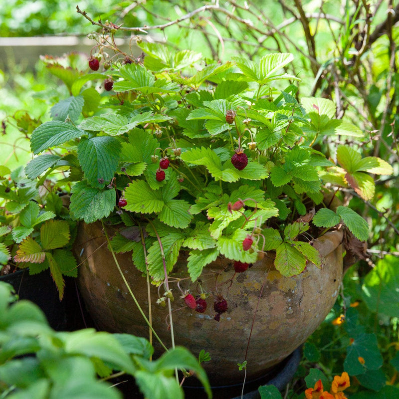 bosaardbei in pot