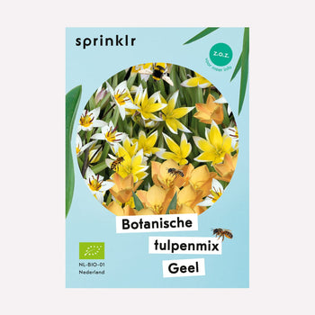 Botanische tulpenmix geel