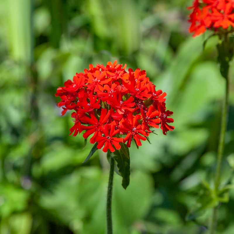 close up van een plant met kleine rood oranje bloemen