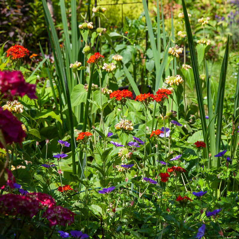 felrood oranje bloemen in een tuin