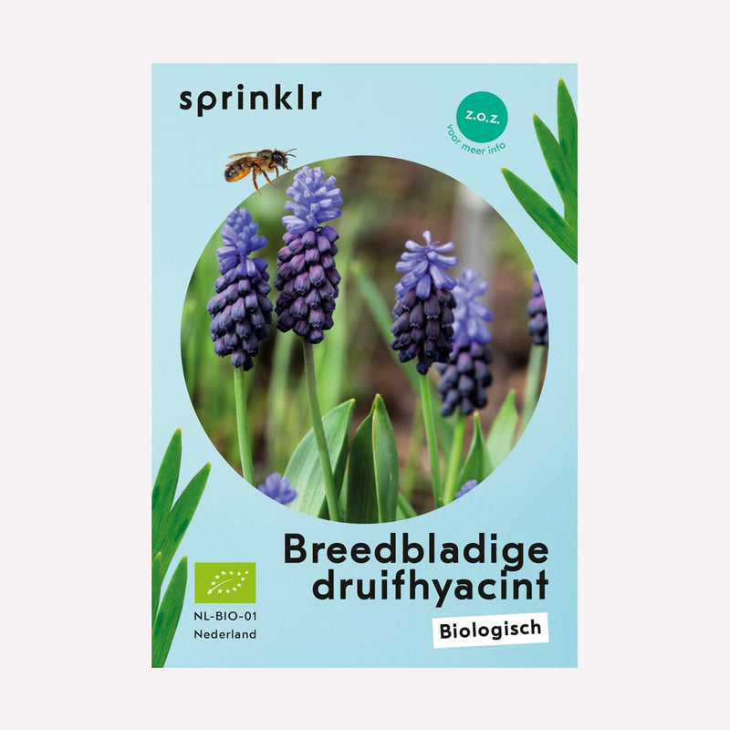 Label van biologisch gekweekte breedbladige druifhyacint