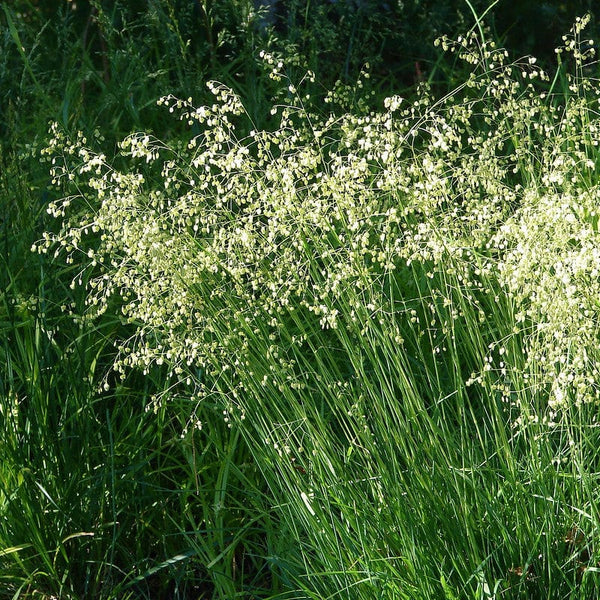 biologisch siergras briza media in een border. 