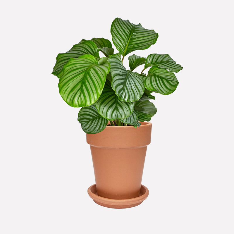 Calathea Orbifolia