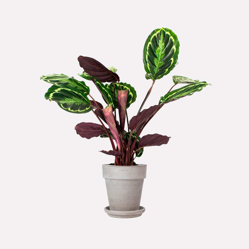 Calathea Medaillon