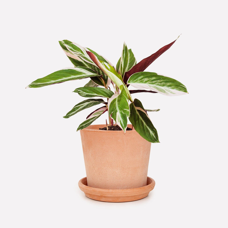 Calathea Triostar