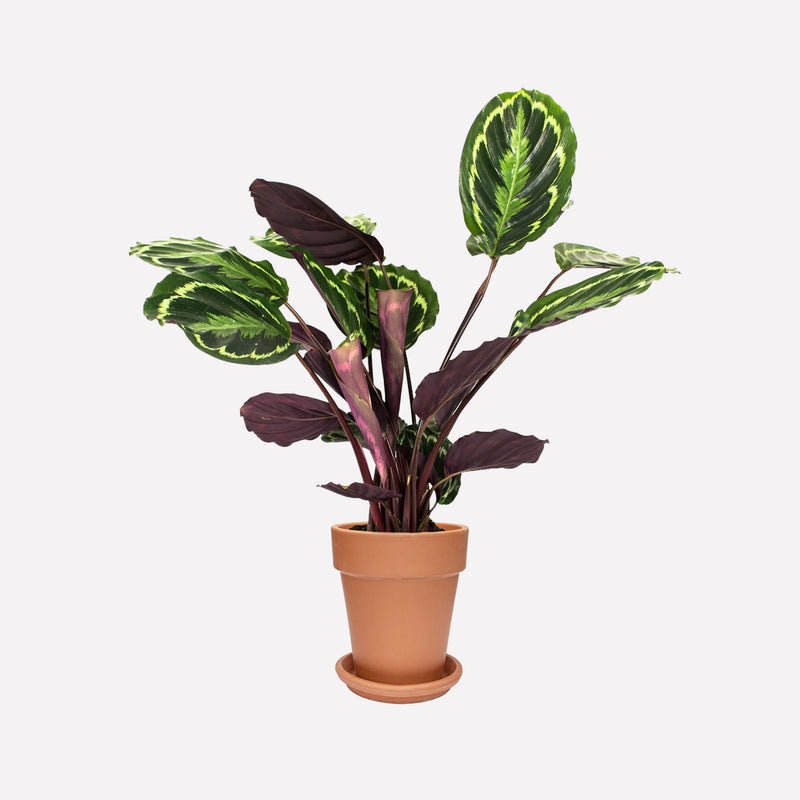 Calathea Medaillon