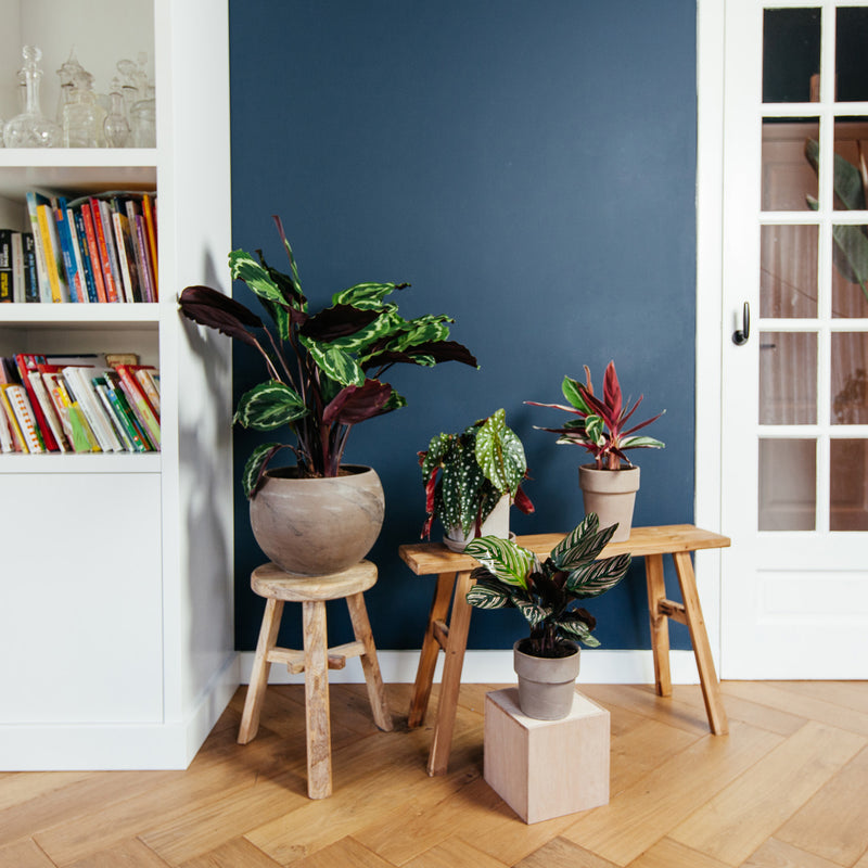 Begonia polkadot op bankje tussen diverse planten in huiskamer