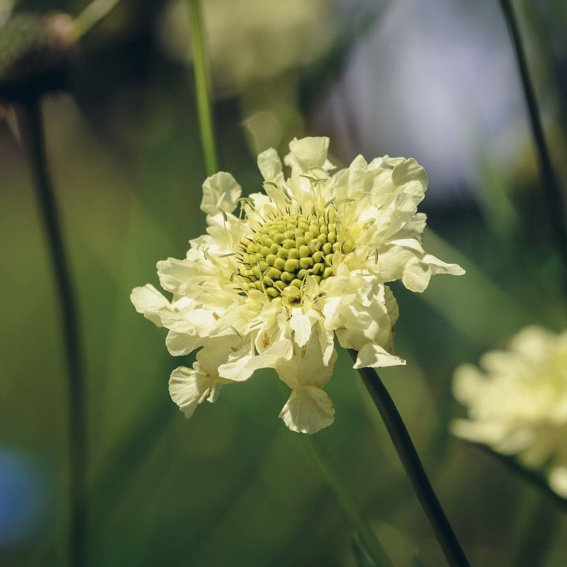 Biologische Cephalaria in bloei met lichtgele bloembladeren. 
