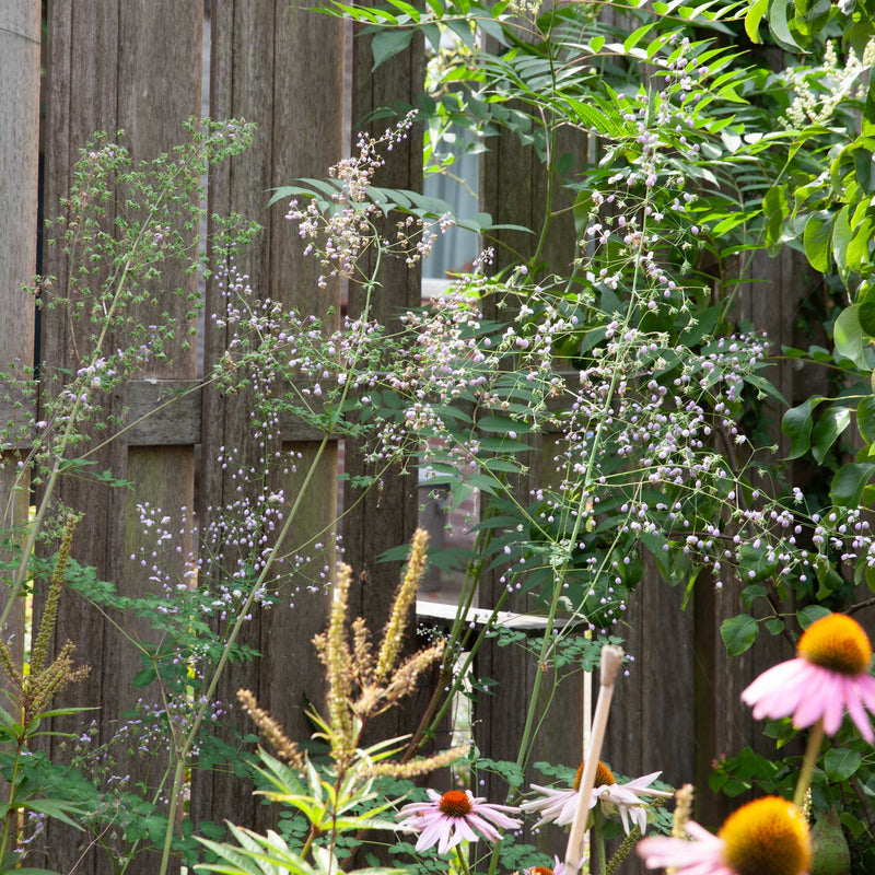 Chinese Ruit bestellen? Biologische Tuinplanten – Sprinklr