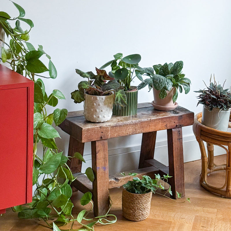 Chirita op krukje tussen diverse planten in huis