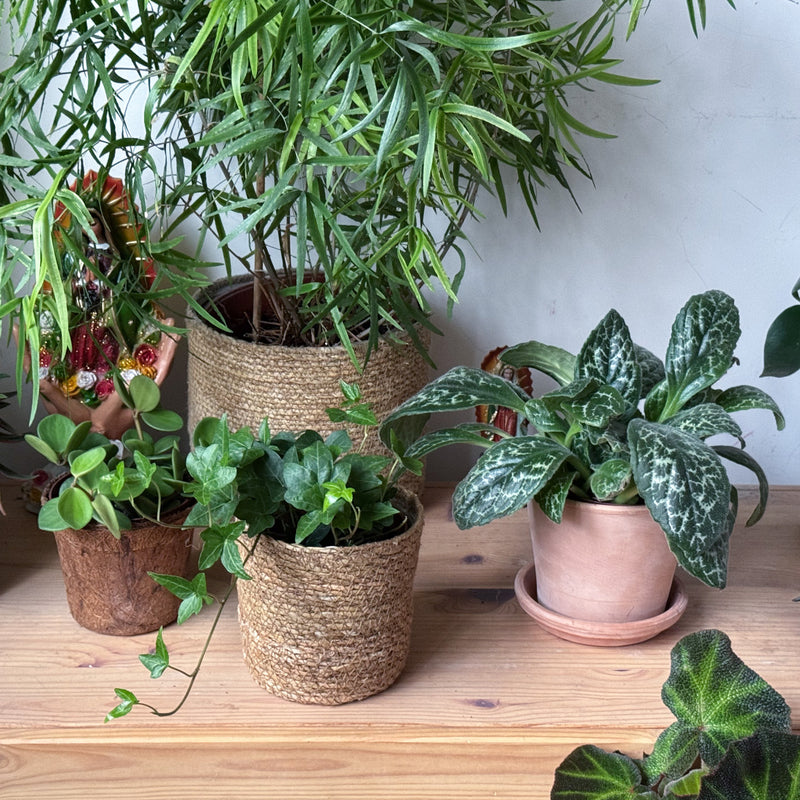 Chirita op kastje tussen diverse planten in huis