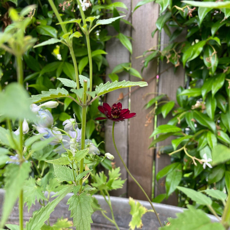 Chocolade cosmos in een tuin, een dieprode bloem op een lange steel
