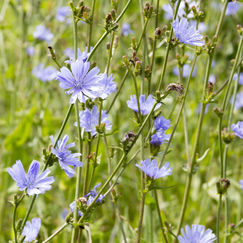 Wilde cichorei in het veld met blauwe bloemen.