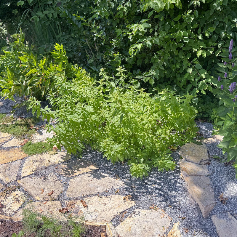 Citroenverbena in de tuin