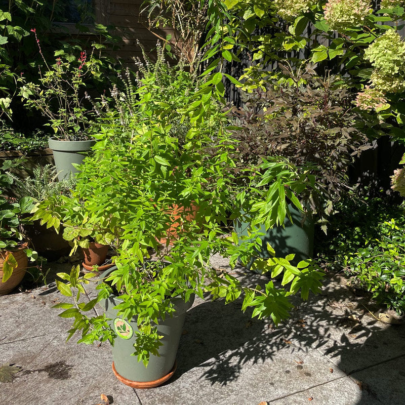 Citroenverbena groot in pot