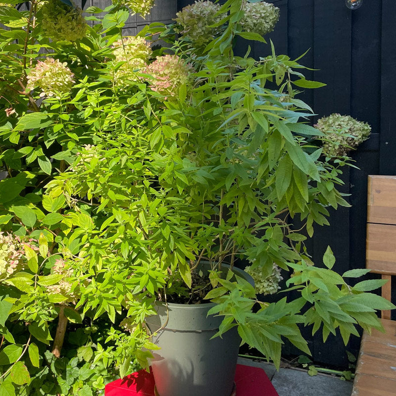 Citroenverbena groot in pot in combinatie met pluimhortensia