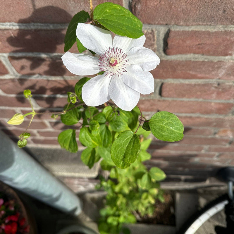 Clematis miss Bateman geveltuin close-up bloem