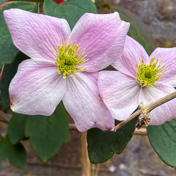 Clematis Montana Rubens