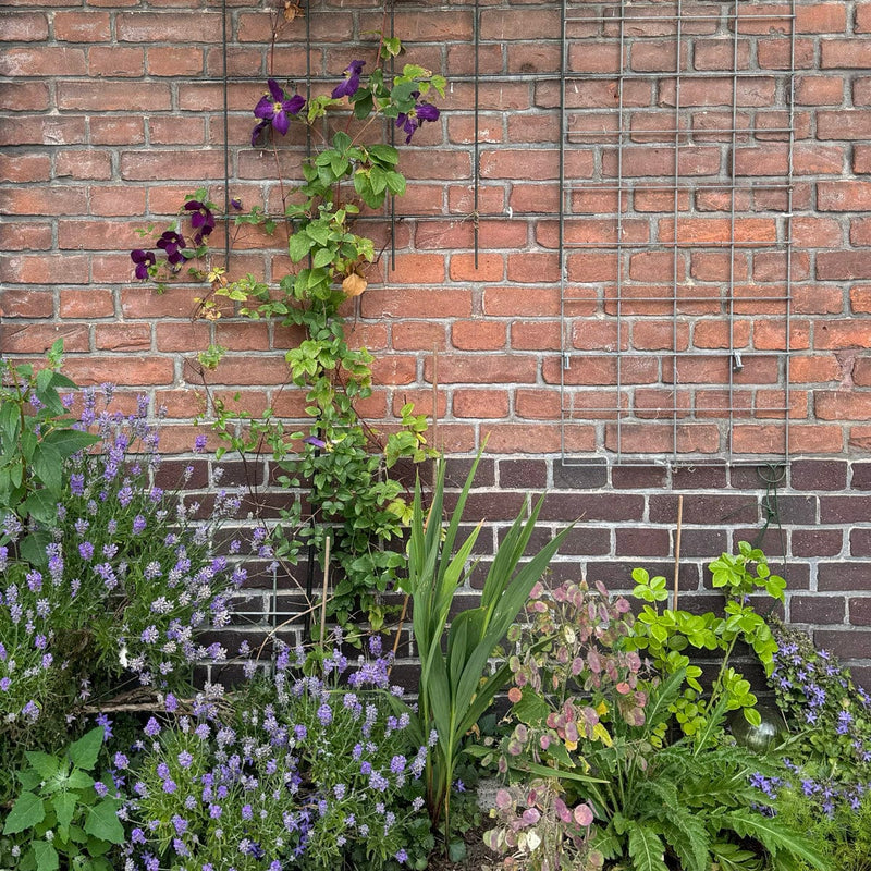 Clematis viticella in border tegen muur