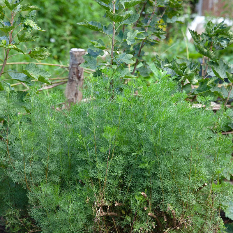 Colakruid in border