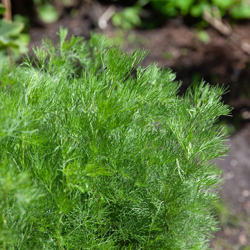 Close up colakruid