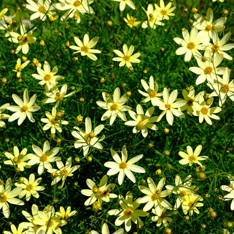 Biologische meisjesogen in een gele kleur bloeiend in de tuin. 