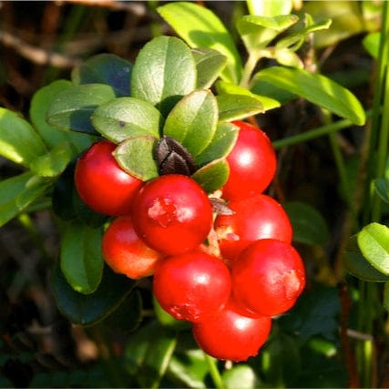 Rode bes van een biologisce cranberry