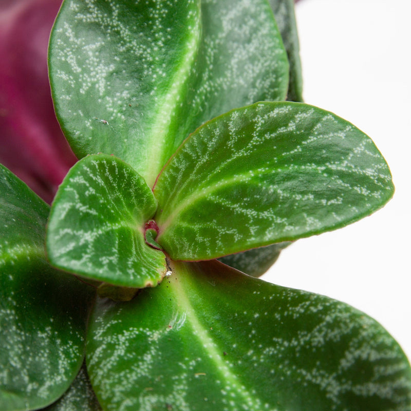 Dikke Crassula close up van blad