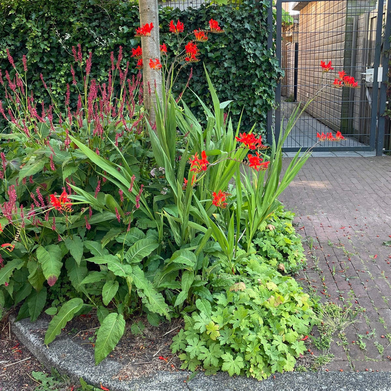 Crocosmia lucifer in perk in combinatie met duizendknoop