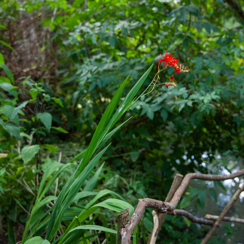 Crocosmia lucifer single