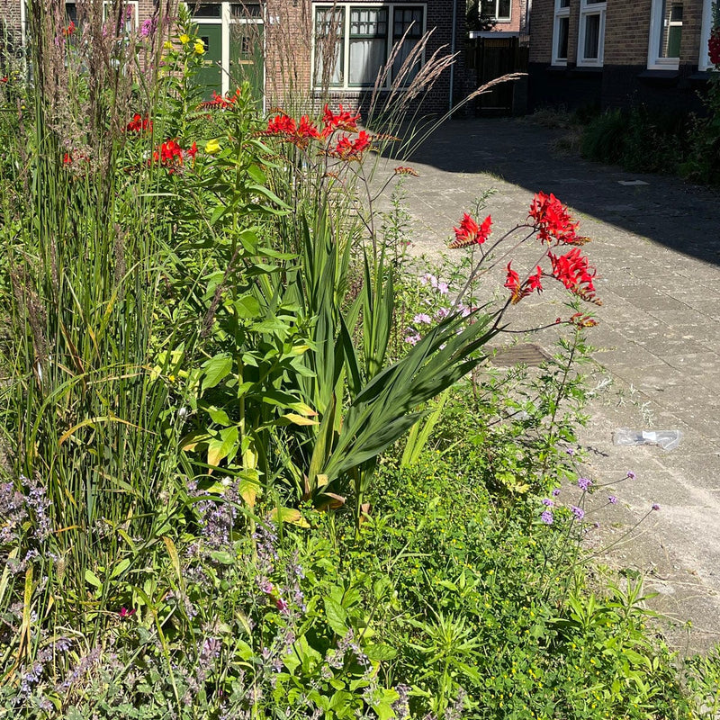 Crocosmia lucifer in border