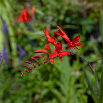 Crocosmia Lucifer