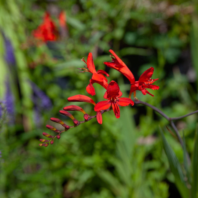 close-up bloem crocosmia lucifer