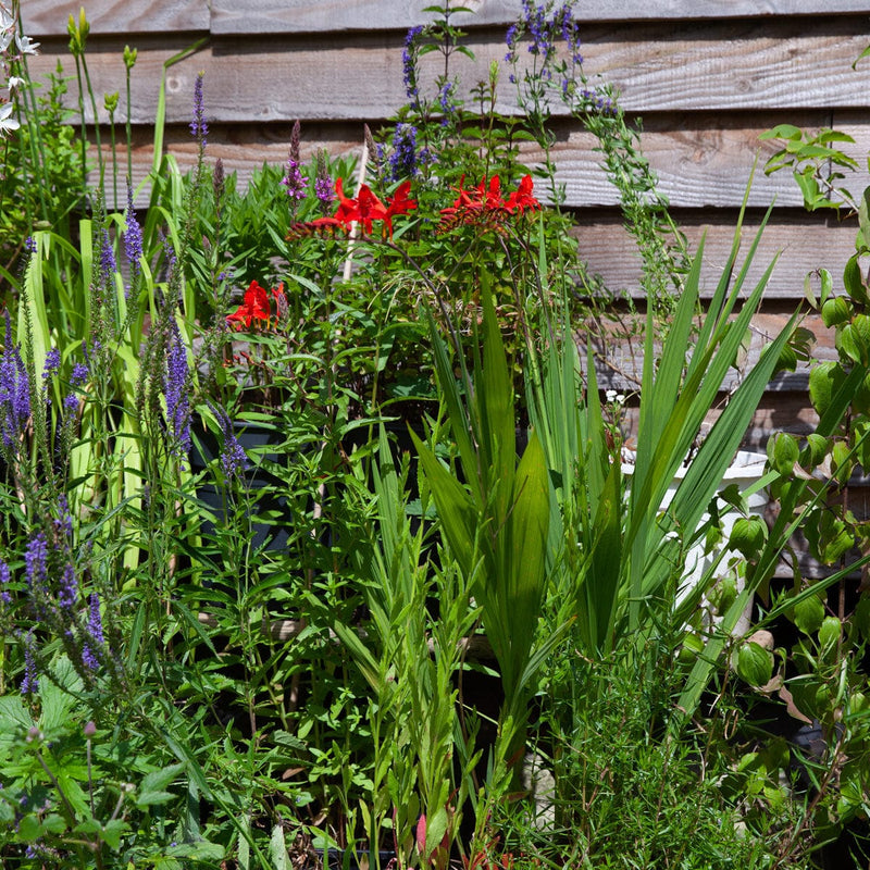 crocosmia lucifer in border