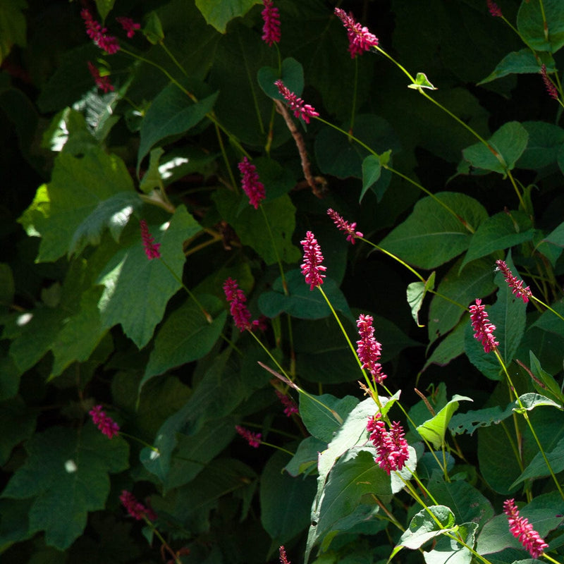 Close-up bloem duizendknoop lisan 