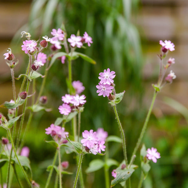 Dagkoekoeksbloem met roze bloemen