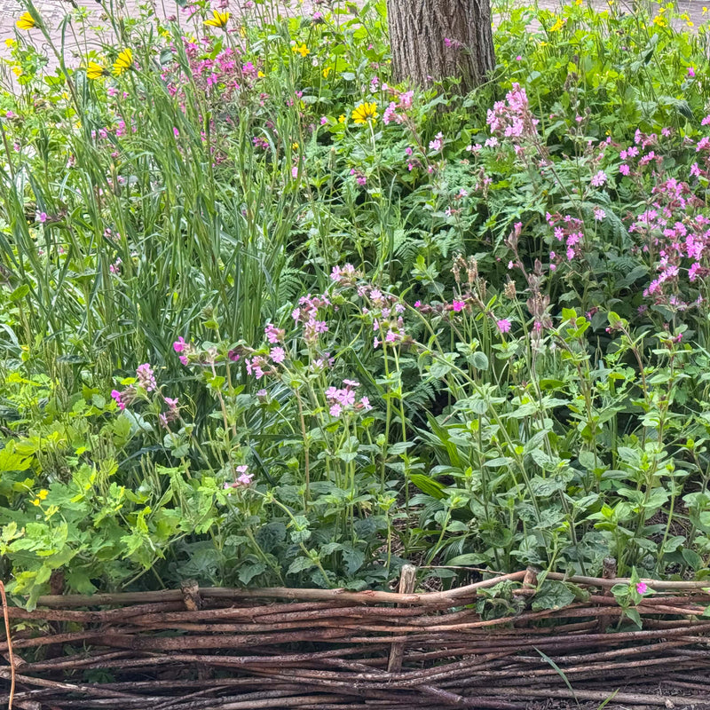 roze bloemetje in een border 