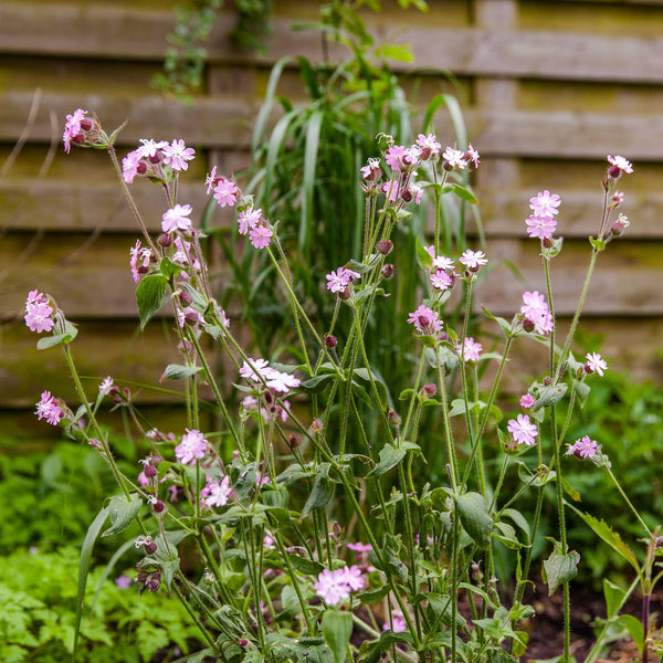Dagkoekoeksbloem met roze bloemen