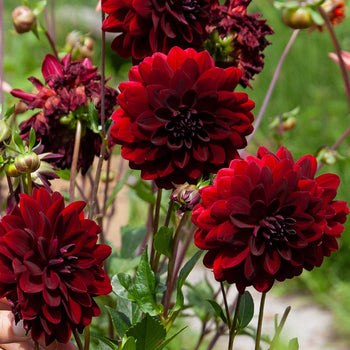 Dahlia Arabian Night