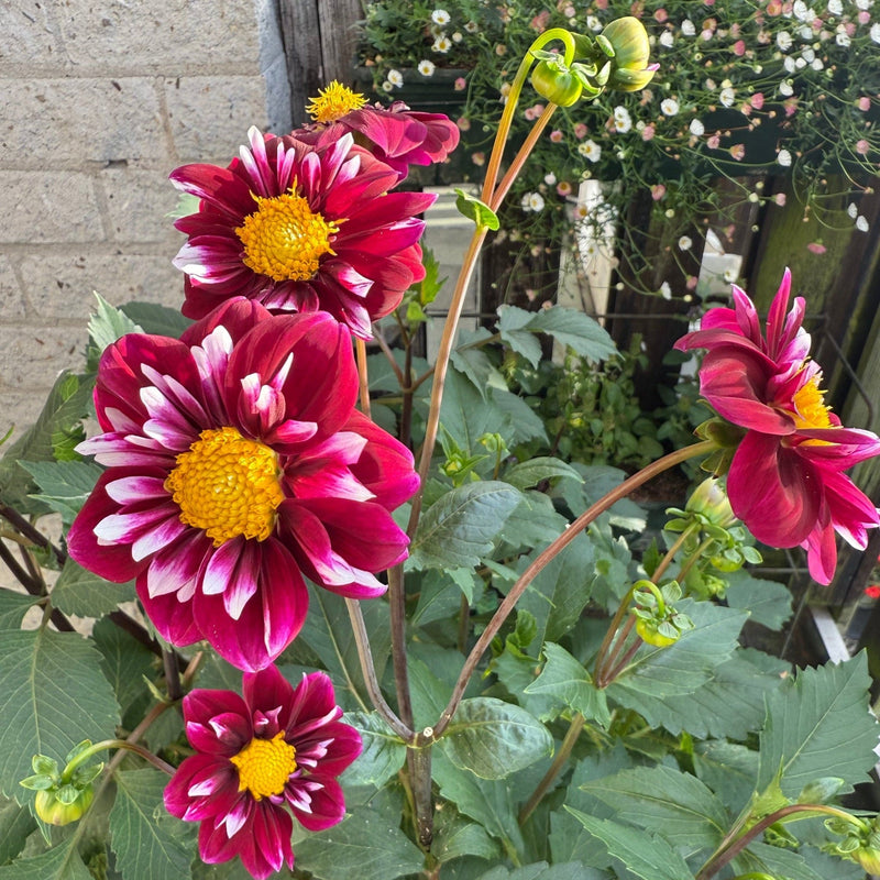Biologische open dahlia op een balkon